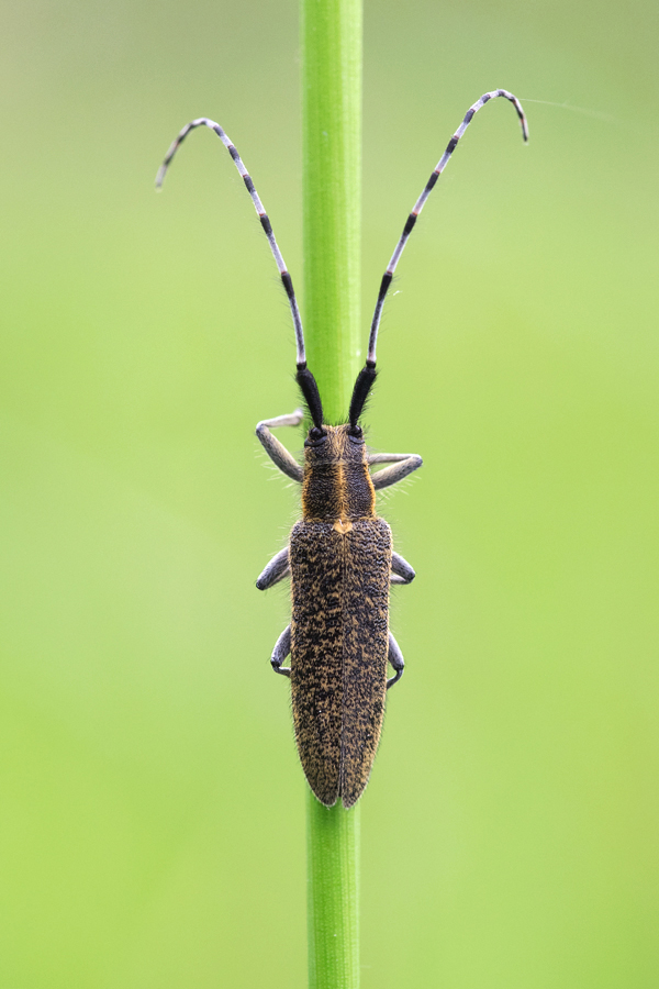Longhorn Beetle - Agapanthea villosoviridescens 4